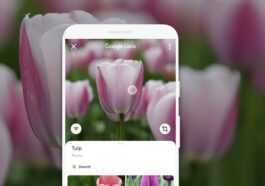 Déterminer Les Plantes Via L'application : C'est Aussi Rapide Avec