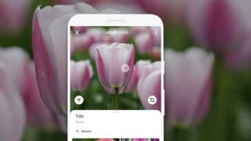Déterminer Les Plantes Via L'application : C'est Aussi Rapide Avec