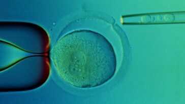 70% Des Femmes Qui Ont Congelé Des Ovules Avant L'âge