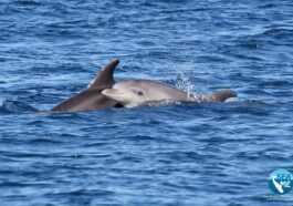 Dauphin Tué Et "fileté" En Sardaigne Pour Le Faire Boiter
