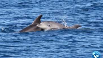 Dauphin tué et "fileté" en Sardaigne pour le faire boiter : horreur sur une plage de la région de Nuoro 6 Dauphin Tué Et "fileté" En Sardaigne Pour Le Faire Boiter