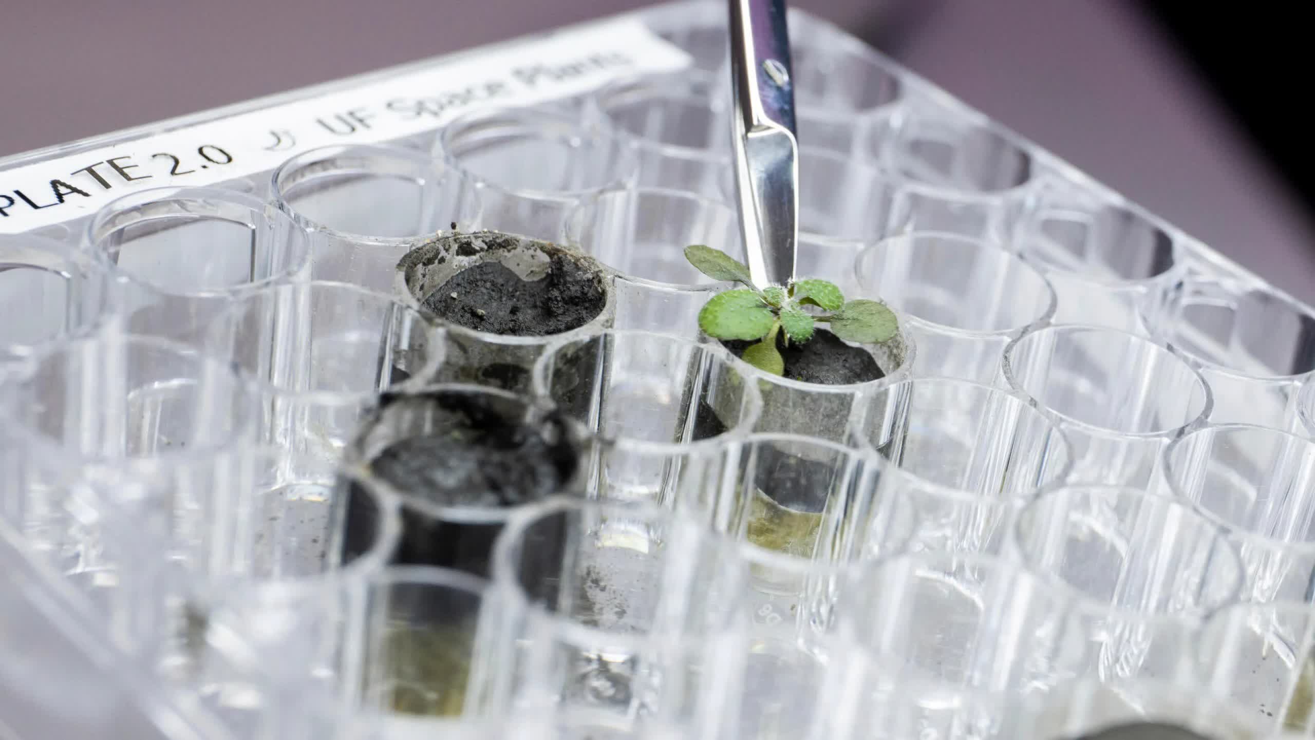 Des scientifiques ont fait pousser des plantes dans le sol de la Lune pour la première fois 2 Des scientifiques ont fait pousser des plantes dans le sol