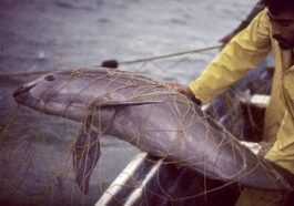 Il Ne Reste Que 10 Vaquitas Dans L'océan : Nous