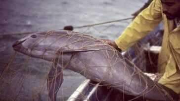 Il ne reste que 10 vaquitas dans l'océan : nous les avons exterminés, mais ils peuvent encore être sauvés 19 Il Ne Reste Que 10 Vaquitas Dans L'océan : Nous