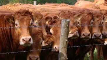 L'UE approuve la collecte de signatures pour arrêter les subventions aux exploitations agricoles et encourager la viande végétale et cultivée 3 L'ue Approuve La Collecte De Signatures Pour Arrêter Les Subventions
