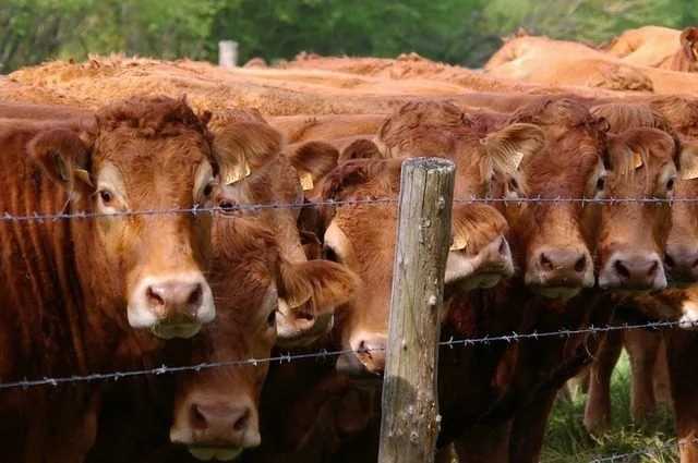 L'UE approuve la collecte de signatures pour arrêter les subventions aux exploitations agricoles et encourager la viande végétale et cultivée 1 L'ue Approuve La Collecte De Signatures Pour Arrêter Les Subventions