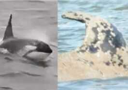 La Baleine De La Seine Va être Tuée, Le Sauvetage