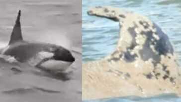 La Baleine De La Seine Va être Tuée, Le Sauvetage