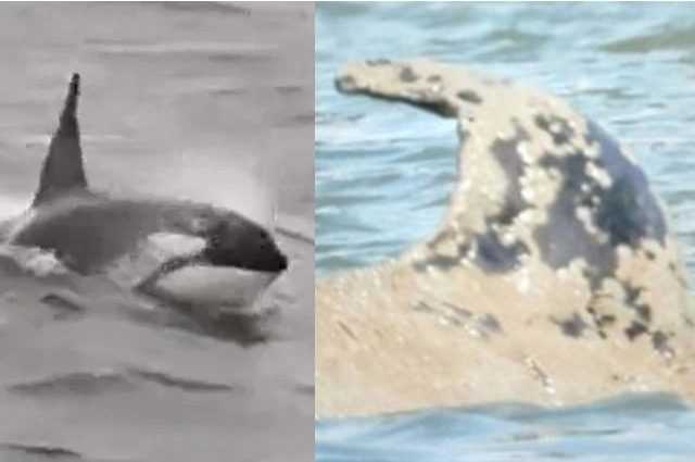 La baleine de la Seine va être tuée, le sauvetage par drone a échoué : "Elle est trop malade, elle crie au secours" 1 La Baleine De La Seine Va être Tuée, Le Sauvetage