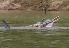 La Photo Des Dauphins Avec Un Anaconda Dans La Bouche