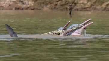 La photo des dauphins avec un anaconda dans la bouche intrigue les scientifiques 27 La Photo Des Dauphins Avec Un Anaconda Dans La Bouche