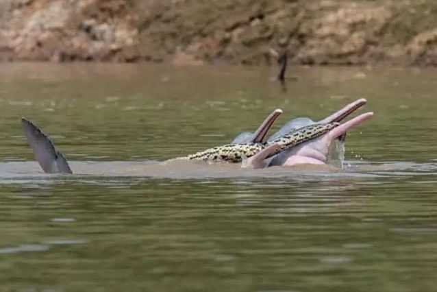La photo des dauphins avec un anaconda dans la bouche intrigue les scientifiques 1 La Photo Des Dauphins Avec Un Anaconda Dans La Bouche