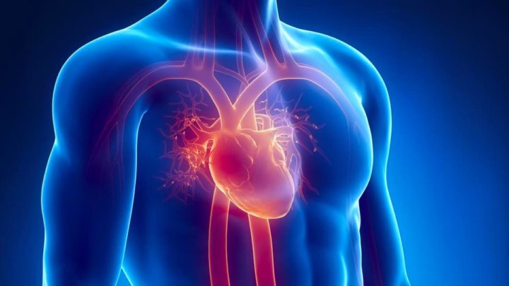 Le cœur humain se régénère enfin : une découverte qui pourrait révolutionner le traitement des crises cardiaques 2 Le coeur humain peut se reparer et nous savons deja