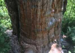 Le Record Du "plus Vieil Arbre Du Monde" A Un