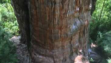 Le Record Du "plus Vieil Arbre Du Monde" A Un
