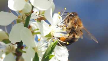 Les abeilles comprennent les nombres pairs et impairs : elles sont les seuls animaux avec l'homme 4 Les Abeilles Comprennent Les Nombres Pairs Et Impairs : Elles