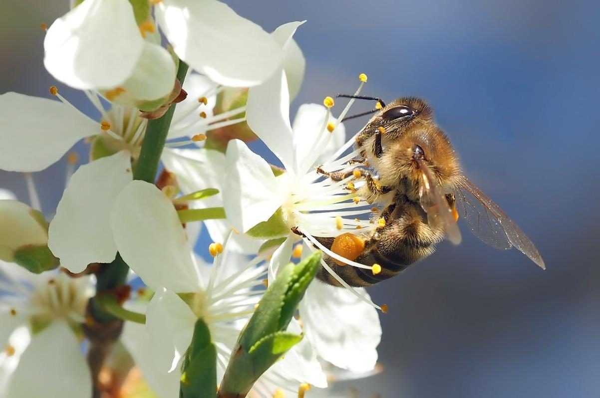 Les Abeilles Comprennent Les Nombres Pairs Et Impairs : Elles
