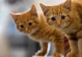 Les Chats Qui Vivent Ensemble Apprennent Les Noms De Leurs