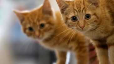 Les chats qui vivent ensemble apprennent les noms de leurs amis félins 9 Les Chats Qui Vivent Ensemble Apprennent Les Noms De Leurs