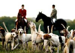 Les Chiens Ne Sont Pas Les Seuls Animaux à Ressentir