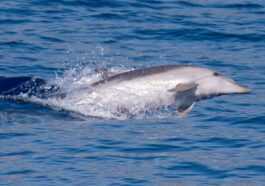 Les Dauphins Peuvent Reconnaître Leurs Amis Et Leur Famille En