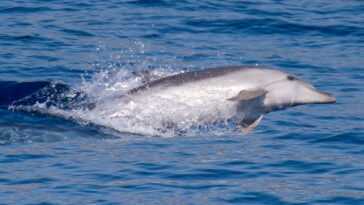 Les dauphins peuvent reconnaître leurs amis et leur famille en goûtant leur pipi 21 Les Dauphins Peuvent Reconnaître Leurs Amis Et Leur Famille En