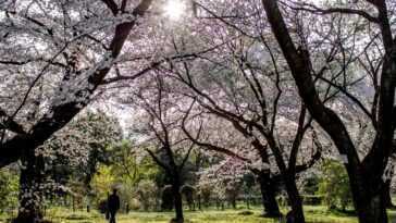 Les fleurs de cerisier fleurissent toujours plus tôt au Japon : le changement climatique menace Hanami 12 Les Fleurs De Cerisier Fleurissent Toujours Plus Tôt Au Japon