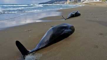 Massacre de cétacés en mer Noire pour la guerre en Ukraine : plus de 130 dauphins et marsouins retrouvés morts 28 Massacre De Cétacés En Mer Noire Pour La Guerre En