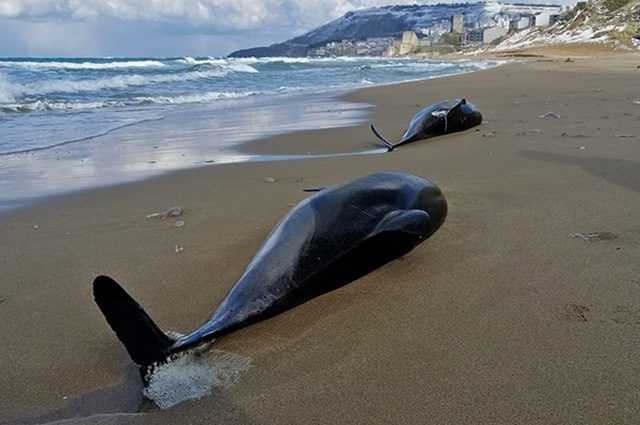 Massacre de cétacés en mer Noire pour la guerre en Ukraine : plus de 130 dauphins et marsouins retrouvés morts 1 Massacre De Cétacés En Mer Noire Pour La Guerre En