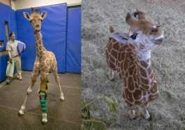 Msituni, Une Adorable Girafe De 3 Mois, Marche à Nouveau