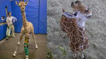 Msituni, une adorable girafe de 3 mois, marche à nouveau grâce à une attelle spéciale créée par des médecins 1 Msituni, Une Adorable Girafe De 3 Mois, Marche à Nouveau