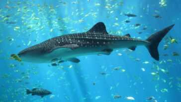 On sait maintenant ce que tue le plus gros poisson du monde 3 On Sait Maintenant Ce Que Tue Le Plus Gros Poisson