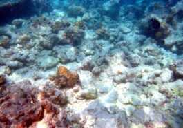 Parce que 91% de la Grande Barrière de Corail australienne est devenue blanche 32 Parce Que 91% De La Grande Barrière De Corail Australienne