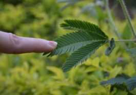 Pourquoi Les Plantes Sont Stressées Lorsque Vous Les Touchez :