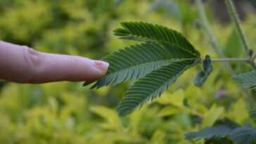 Pourquoi Les Plantes Sont Stressées Lorsque Vous Les Touchez :