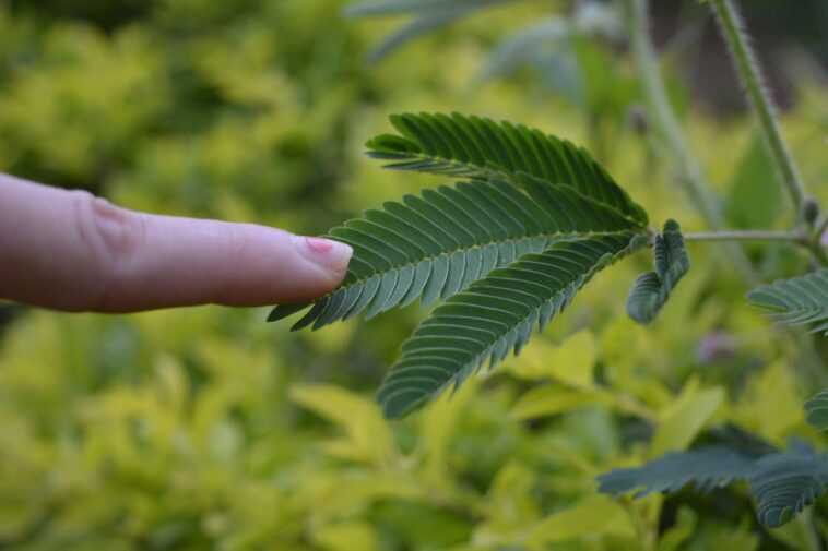 Pourquoi les plantes sont stressées lorsque vous les touchez : un mystère biologique de 30 ans résolu 1 Pourquoi Les Plantes Sont Stressées Lorsque Vous Les Touchez :