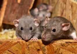 Souris plus âgées rajeunies par infusion de liquide céphalo-rachidien : possible élixir de vie 6 Souris Plus âgées Rajeunies Par Infusion De Liquide Céphalo Rachidien :