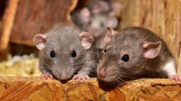 Souris plus âgées rajeunies par infusion de liquide céphalo-rachidien : possible élixir de vie 20 Souris Plus âgées Rajeunies Par Infusion De Liquide Céphalo Rachidien :