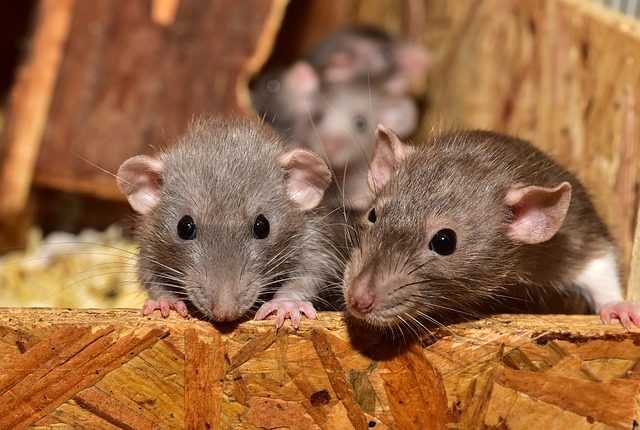 Souris plus âgées rajeunies par infusion de liquide céphalo-rachidien : possible élixir de vie 1 Souris Plus âgées Rajeunies Par Infusion De Liquide Céphalo Rachidien :