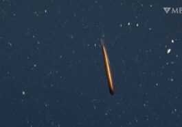 Un Poisson Dragon Très Rare Filmé Dans Les Profondeurs De