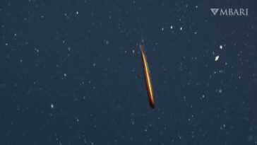 Un poisson dragon très rare filmé dans les profondeurs de l'océan Pacifique 18 Un Poisson Dragon Très Rare Filmé Dans Les Profondeurs De