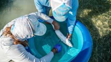 Un Poisson En Floride A été Testé Positif Pour 17