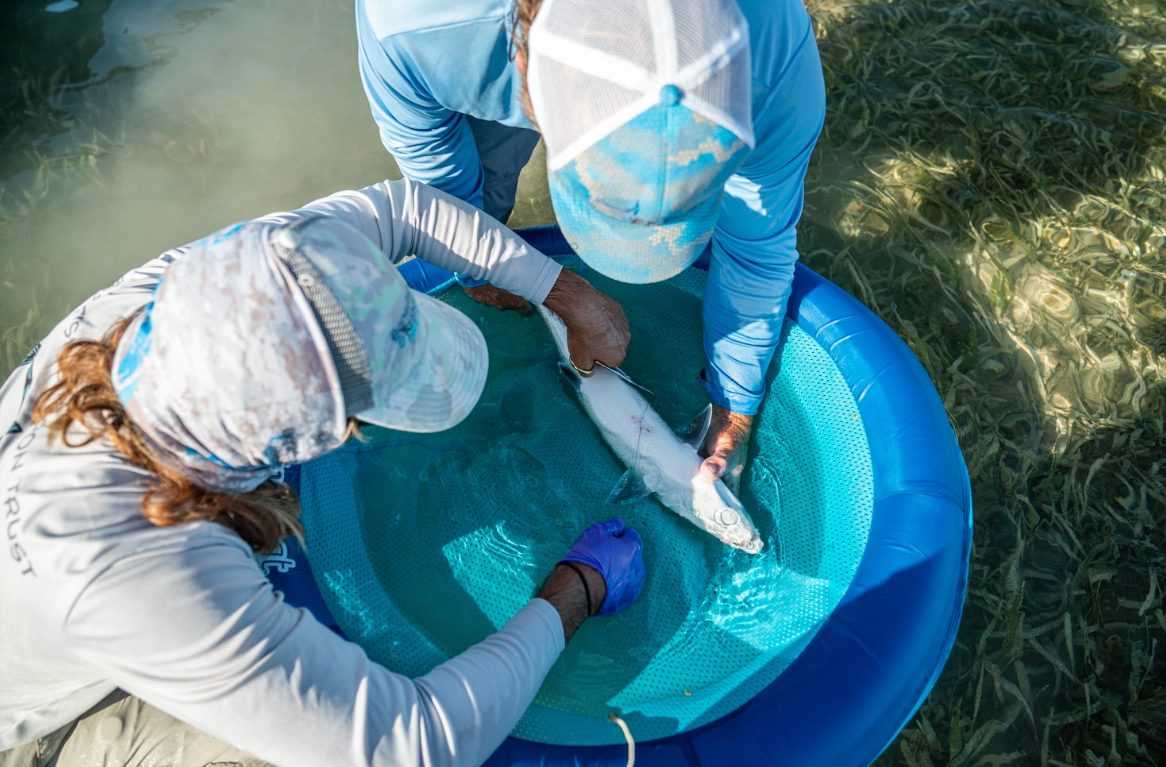 Un Poisson En Floride A été Testé Positif Pour 17