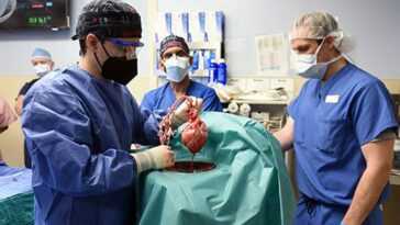 Un virus porcin pourrait avoir causé la mort du premier humain transplanté avec un cœur de porc 11 Un Virus Porcin Pourrait Avoir Causé La Mort Du Premier