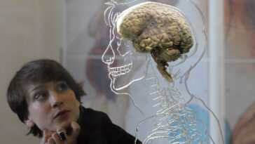 Votre cerveau est plus chaud que vous ne le pensez : il peut atteindre (et dépasser) 40°C 9 Votre Cerveau Est Plus Chaud Que Vous Ne Le Pensez