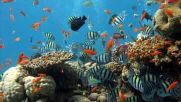 La grande barrière de corail se meurt à cause de nous : mélange de "suppléments" pour tenter de la sauver 4 La Grande Barrière De Corail Se Meurt à Cause De