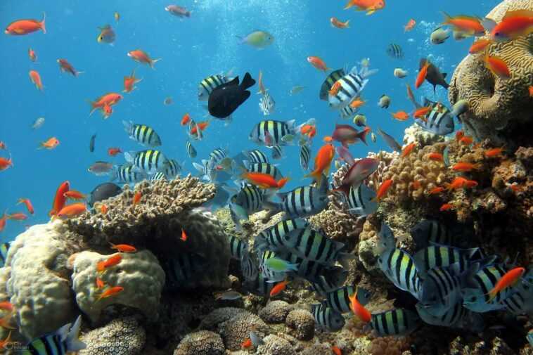 La grande barrière de corail se meurt à cause de nous : mélange de "suppléments" pour tenter de la sauver 1 La Grande Barrière De Corail Se Meurt à Cause De