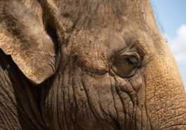 Les éléphants Ne Sont Pas Des Personnes Et Ils N'ont