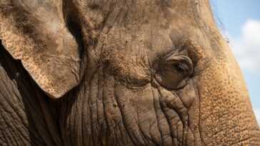 Les éléphants ne sont pas des personnes et ils n'ont pas nos droits à la liberté : une décision de justice 3 Les éléphants Ne Sont Pas Des Personnes Et Ils N'ont