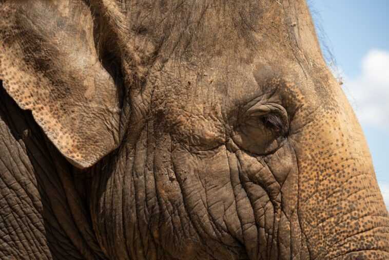 Les éléphants ne sont pas des personnes et ils n'ont pas nos droits à la liberté : une décision de justice 1 Les éléphants Ne Sont Pas Des Personnes Et Ils N'ont
